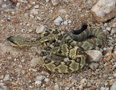 Black-tailed Rattlesnake