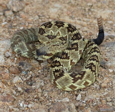 Black-tailed Rattlesnake