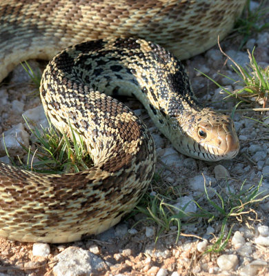 Bullsnake