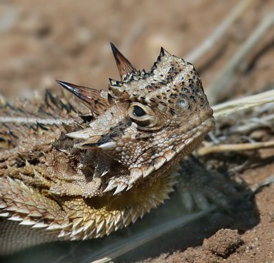 Texas Horned Lizard