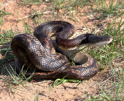 Black Ratsnake