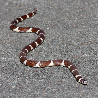 California Kingsnake