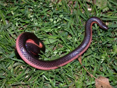 Western Worm Snake