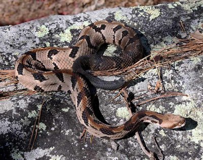 Timber Rattlesnake