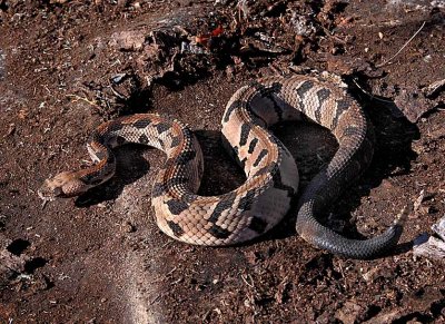 Timber Rattlesnake