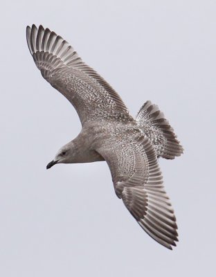 Thayer's Gull