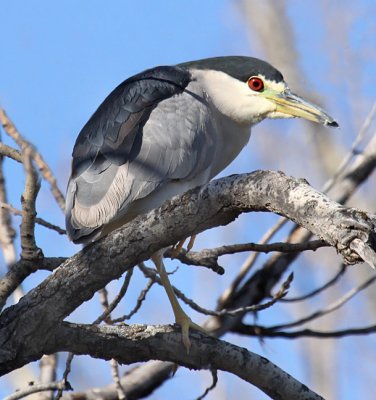 Black-crowned Night-Heron