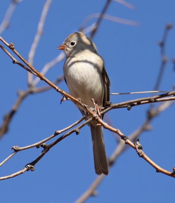 Field Sparrow