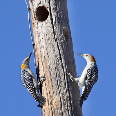 Golden-fronted Woodpeckers