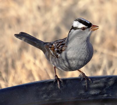 White-crowned Sparrow