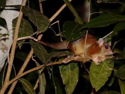 Central American Woolly Opossum