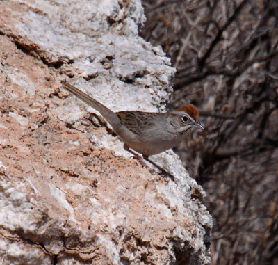 Rufous-crowned Sparrow