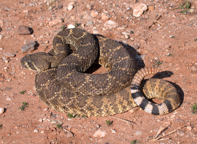 Western Diamondbacked Rattlesnake