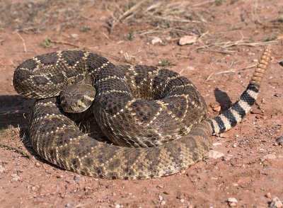 Western Diamondbacked Rattlesnake