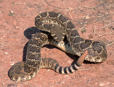 Western Diamondbacked Rattlesnake