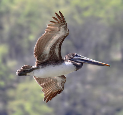 Brown Pelican