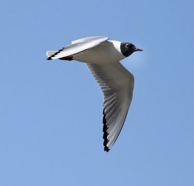 Bonaparte's Gull