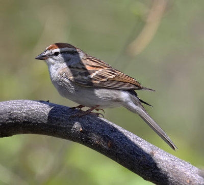 Chipping Sparrow