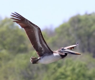 Brown Pelican