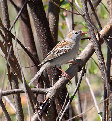 Field Sparrow