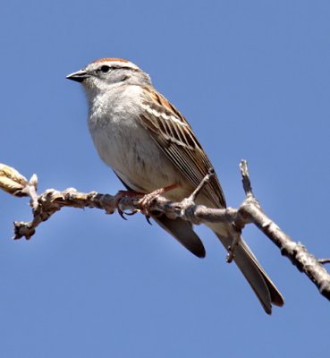 Chipping Sparrow