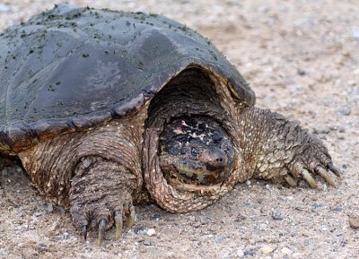 Eastern Snapping Turtle