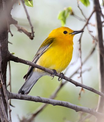 Prothonotary Warbler