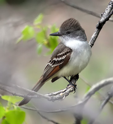 Ash-throated Flycatcher