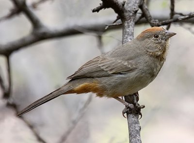 Canyon Towhee