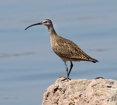Whimbrel