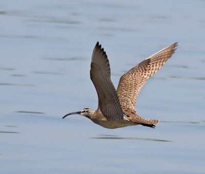 Whimbrel