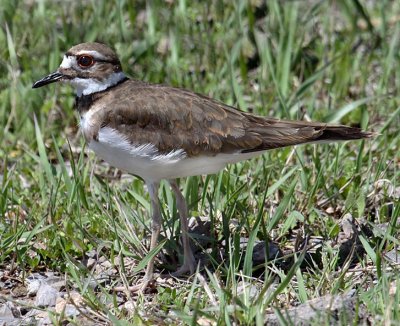 Killdeer