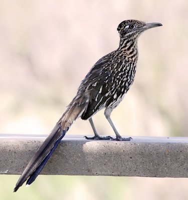 Greater Roadrunner