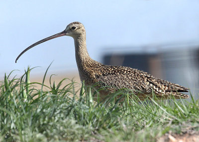 Long-billed Curlew