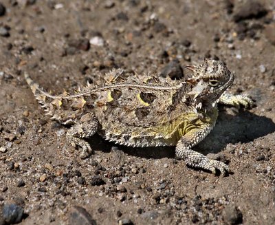 Texas Horned Lizard