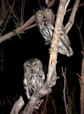 Western Screech-Owls