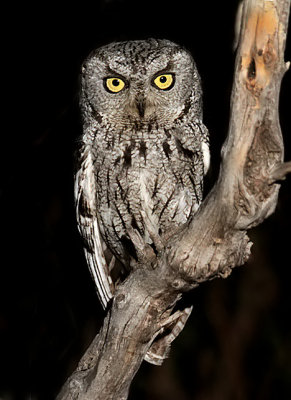 Western Screech-Owl