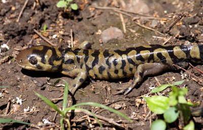 Barred Tiger Salamander