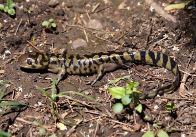 Barred Tiger Salamander