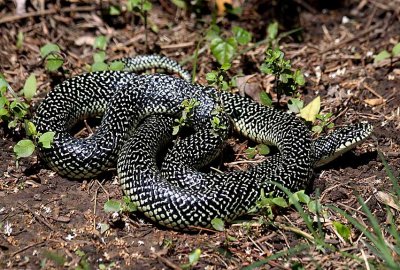 Speckled Kingsnake