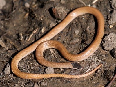 Plains Black-headed Snake