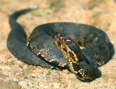 Cottonmouth