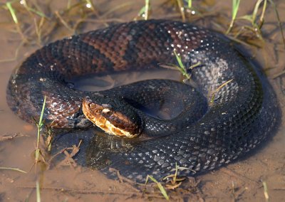 Cottonmouth