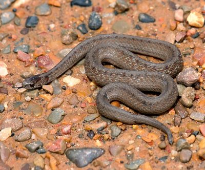 Texas Brownsnake