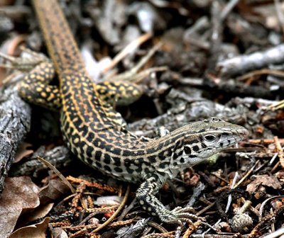 Common Checkered Whiptail