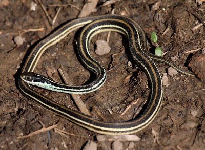 Orange-striped Ribbonsnake