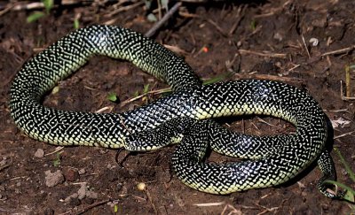 Speckled Kingsnake