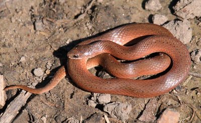 Groundsnake