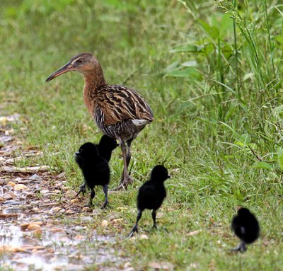 King Rail w/chicks