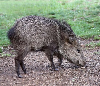 Collared Peccary